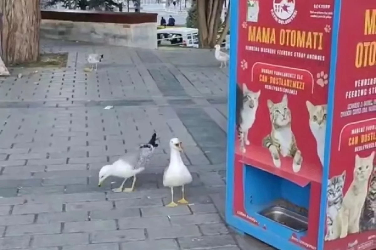 Tas izskatās kā filma, bet tā ir realitāte: divas kaijas mācās miaukāt, lai saņemtu ēdienu no klaiņojošām kaķēm.