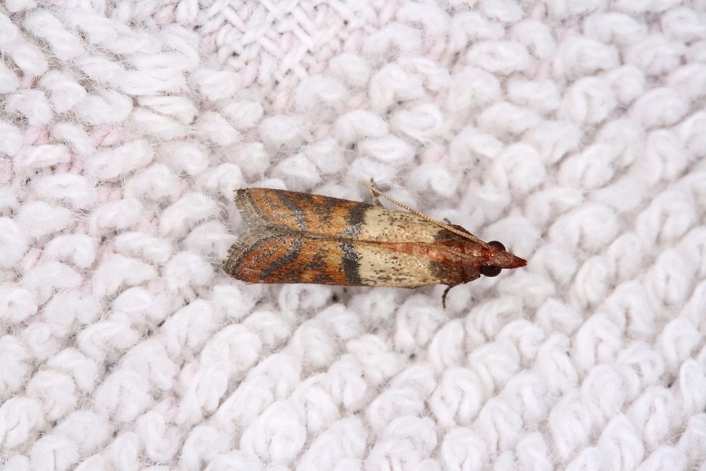 vasarā