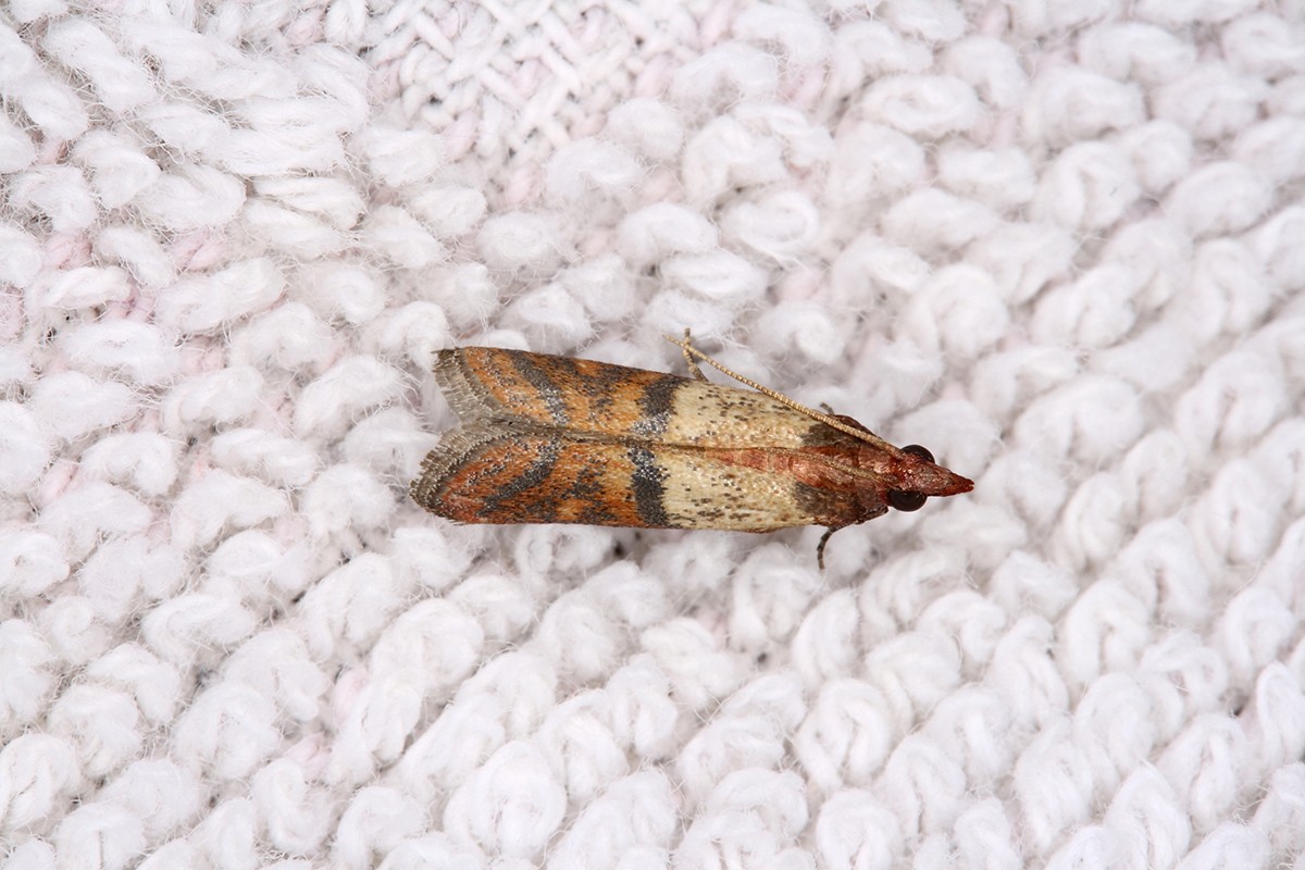 vasarā