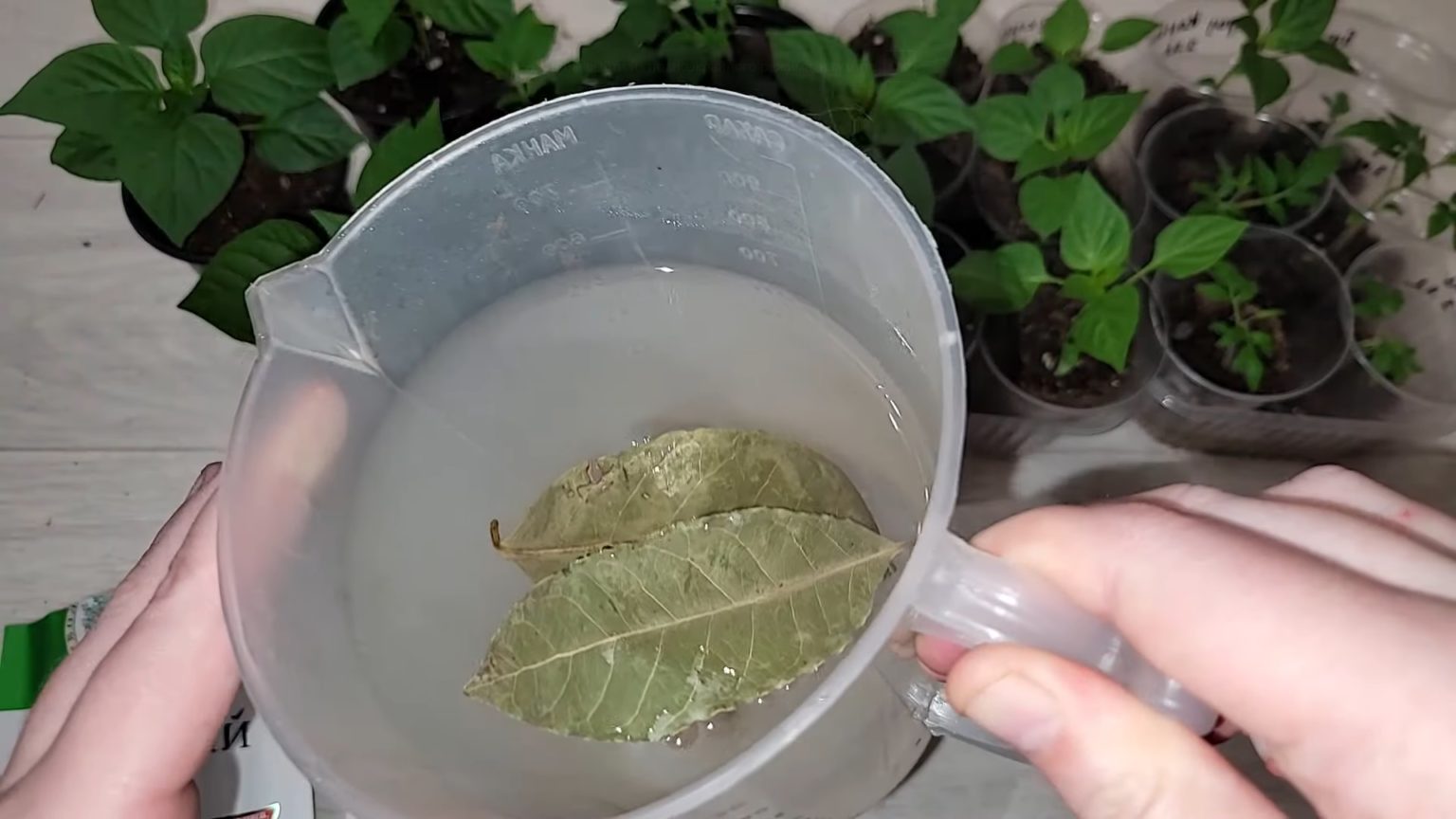 Ne citronu, ne insekticīdus: labākais veids, kā atbaidīt molu vasarā, ir novietot šo augu pie loga.