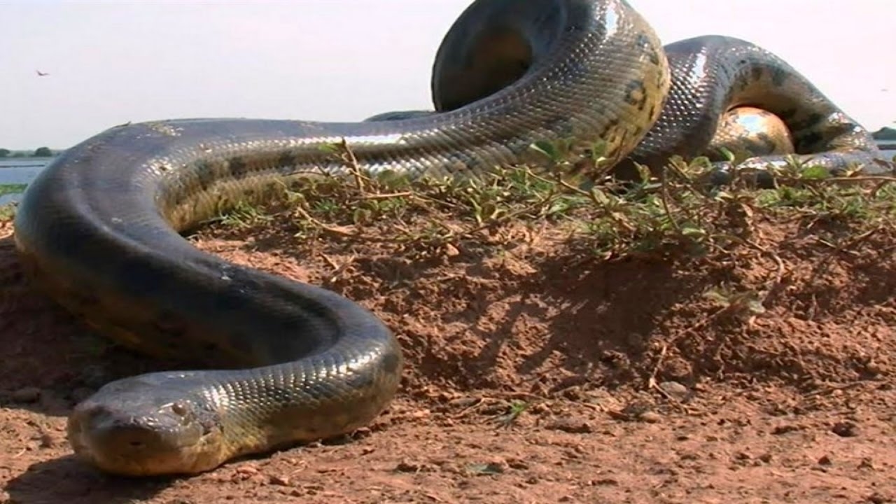 Milzīga čūska, kas dzīvo Latīņamerikā: tās garums sasniedz 6,3 metrus, bet svars — gandrīz 200 kilogramus.