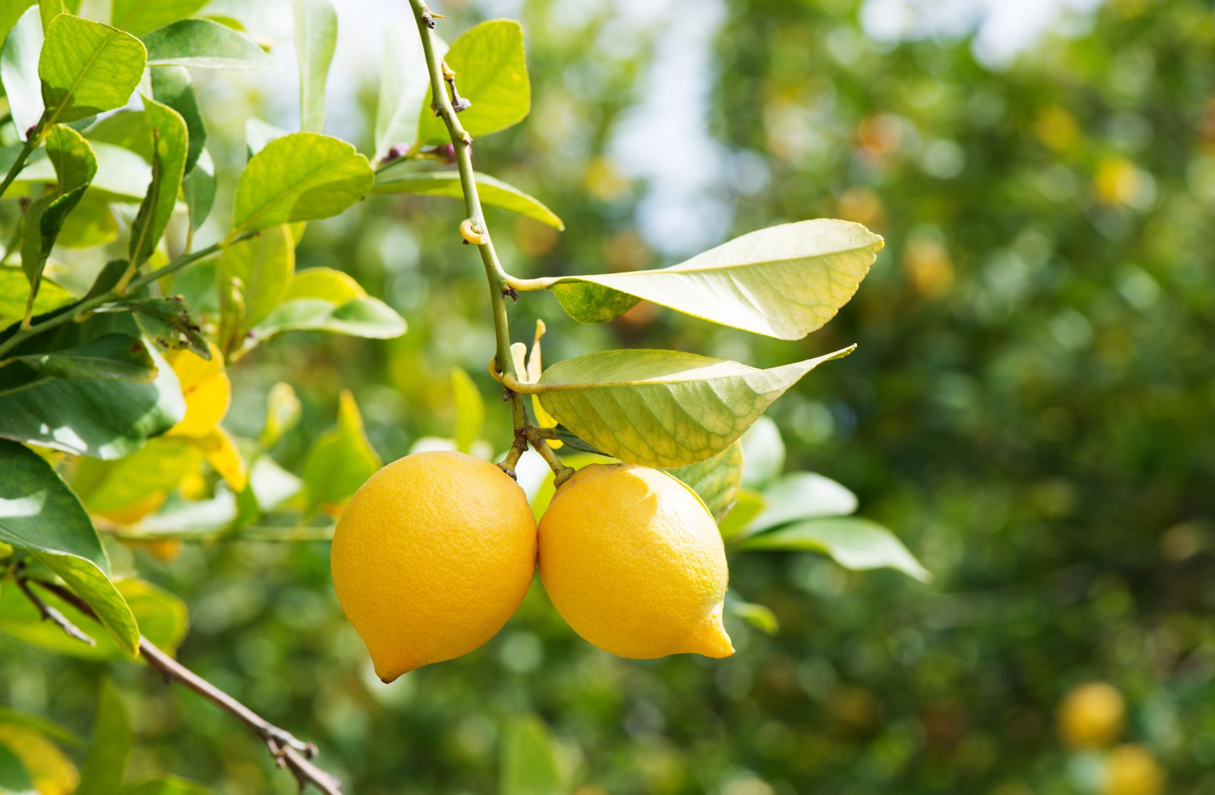 Dārzkopju viltība, kas ļauj citronkokiem dot lielākus un sulīgākus augļus