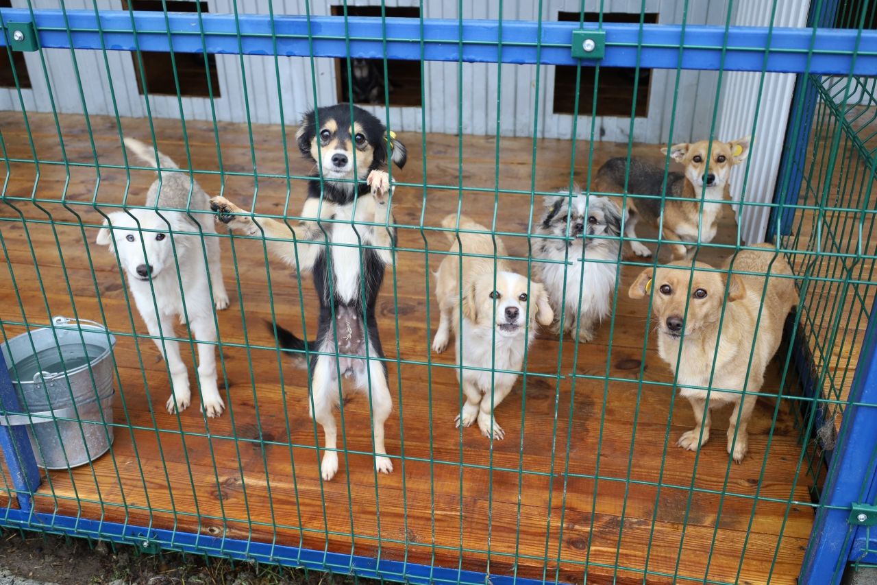 Latvijas zooloģiskais dārzs lūdz ziedot dzīvos mājdzīvniekus savu dzīvnieku barošanai apmaiņā pret nodokļu atvieglojumiem to īpašniekiem.