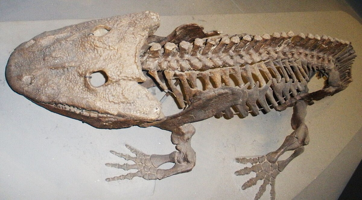 Kā vētra un gandrīz neskarts galvaskauss palīdzēja atklāt zemūdens dzīvnieku, kas dzīvoja pirms dinozauriem