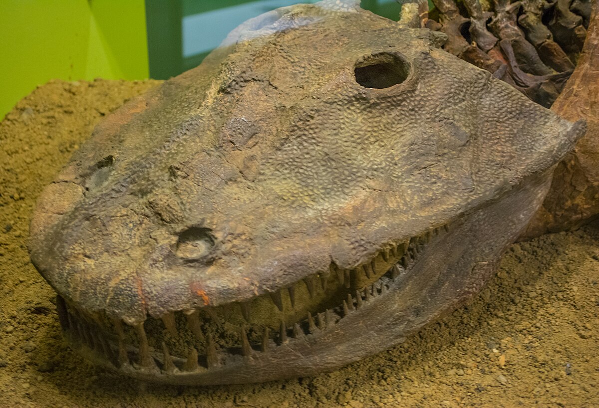 Kā vētra un gandrīz neskarts galvaskauss palīdzēja atklāt zemūdens dzīvnieku, kas dzīvoja pirms dinozauriem