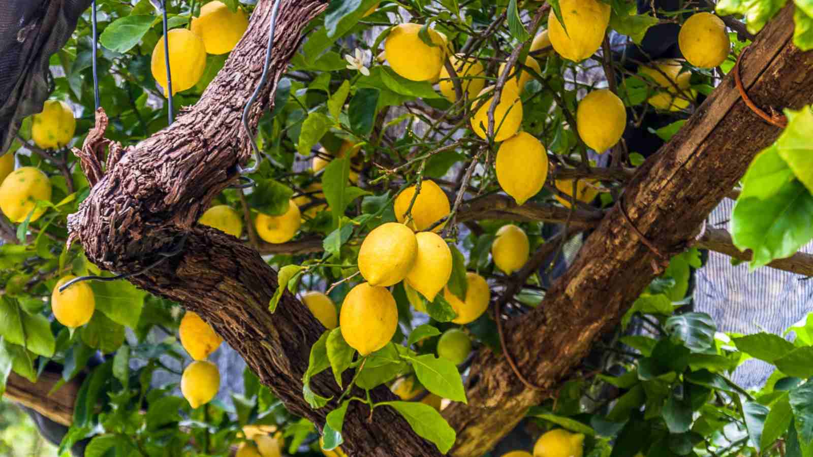 Dārzkopju viltība, kas ļauj citronkokiem dot lielākus un sulīgākus augļus