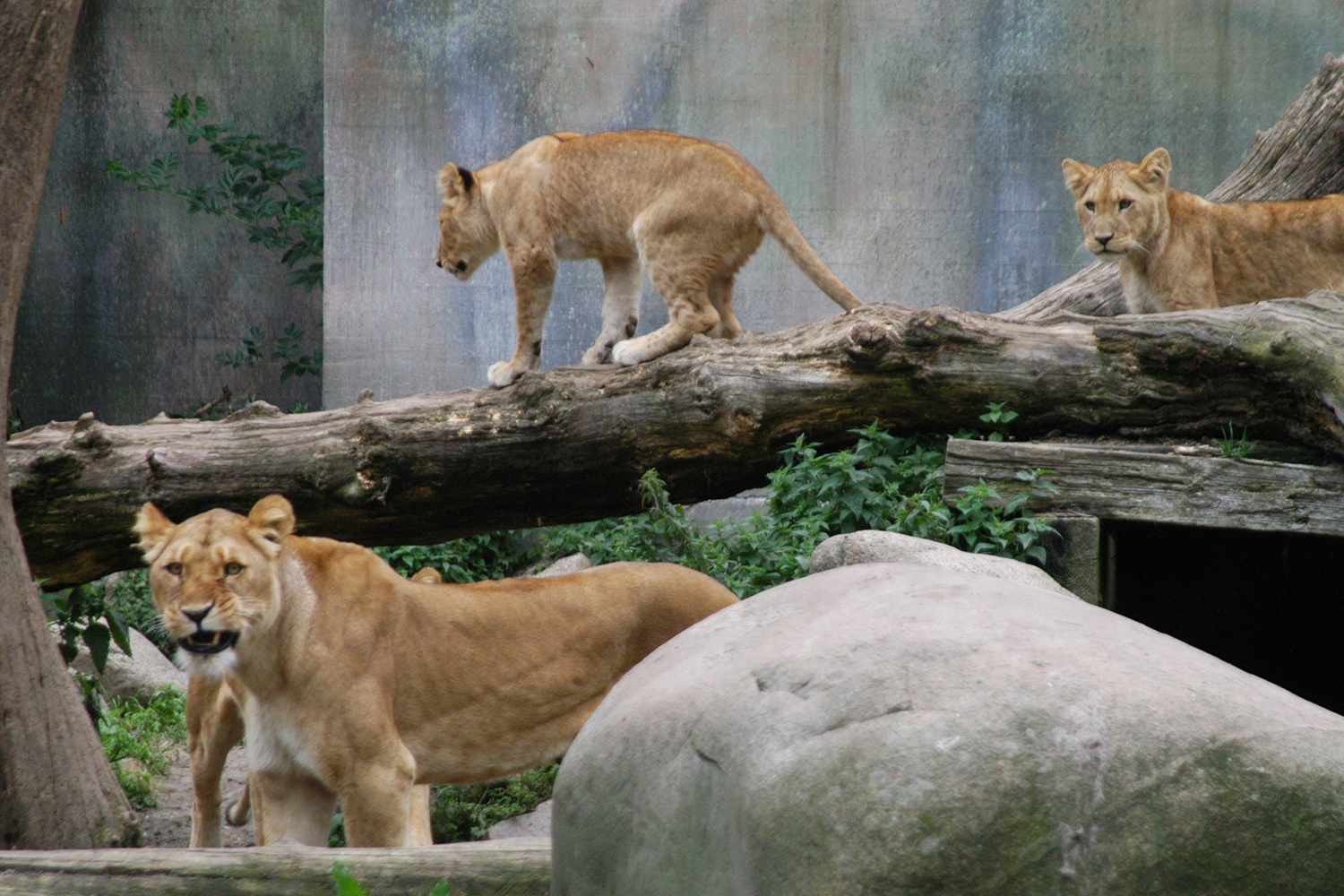 Latvijas zooloģiskais dārzs lūdz ziedot dzīvos mājdzīvniekus savu dzīvnieku barošanai apmaiņā pret nodokļu atvieglojumiem to īpašniekiem.