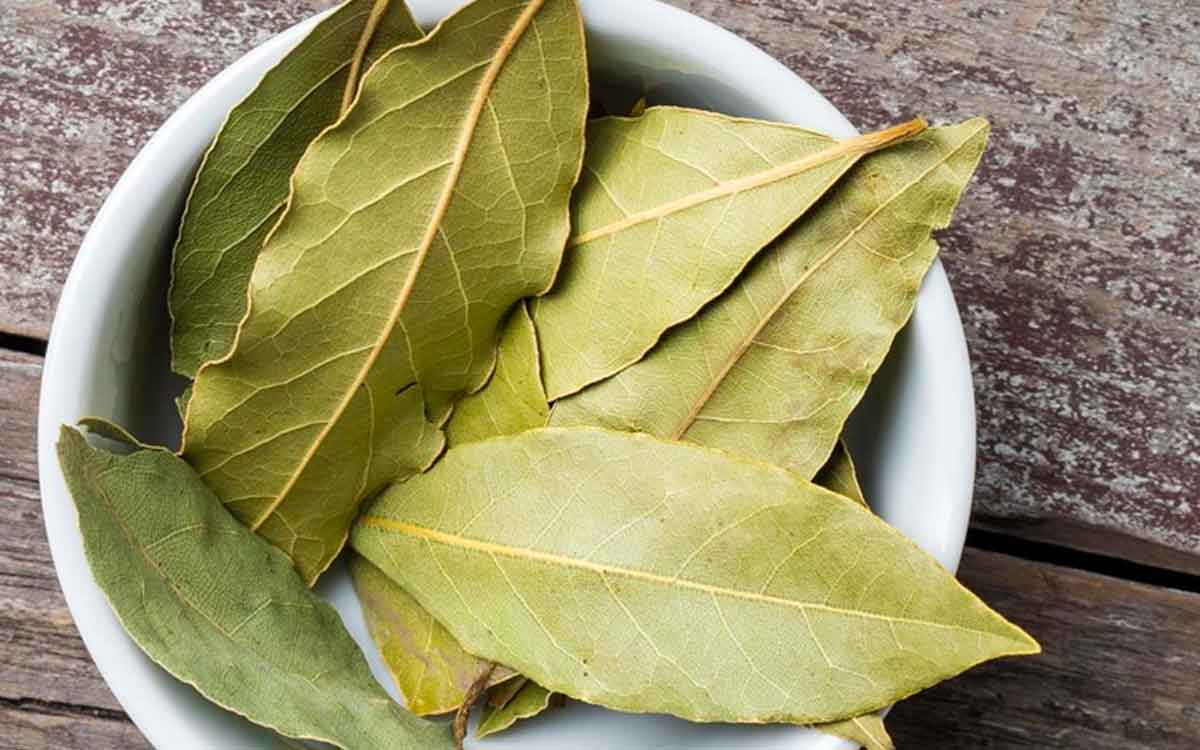 Ne citronu, ne insekticīdus: labākais veids, kā atbaidīt molu vasarā, ir novietot šo augu pie loga.