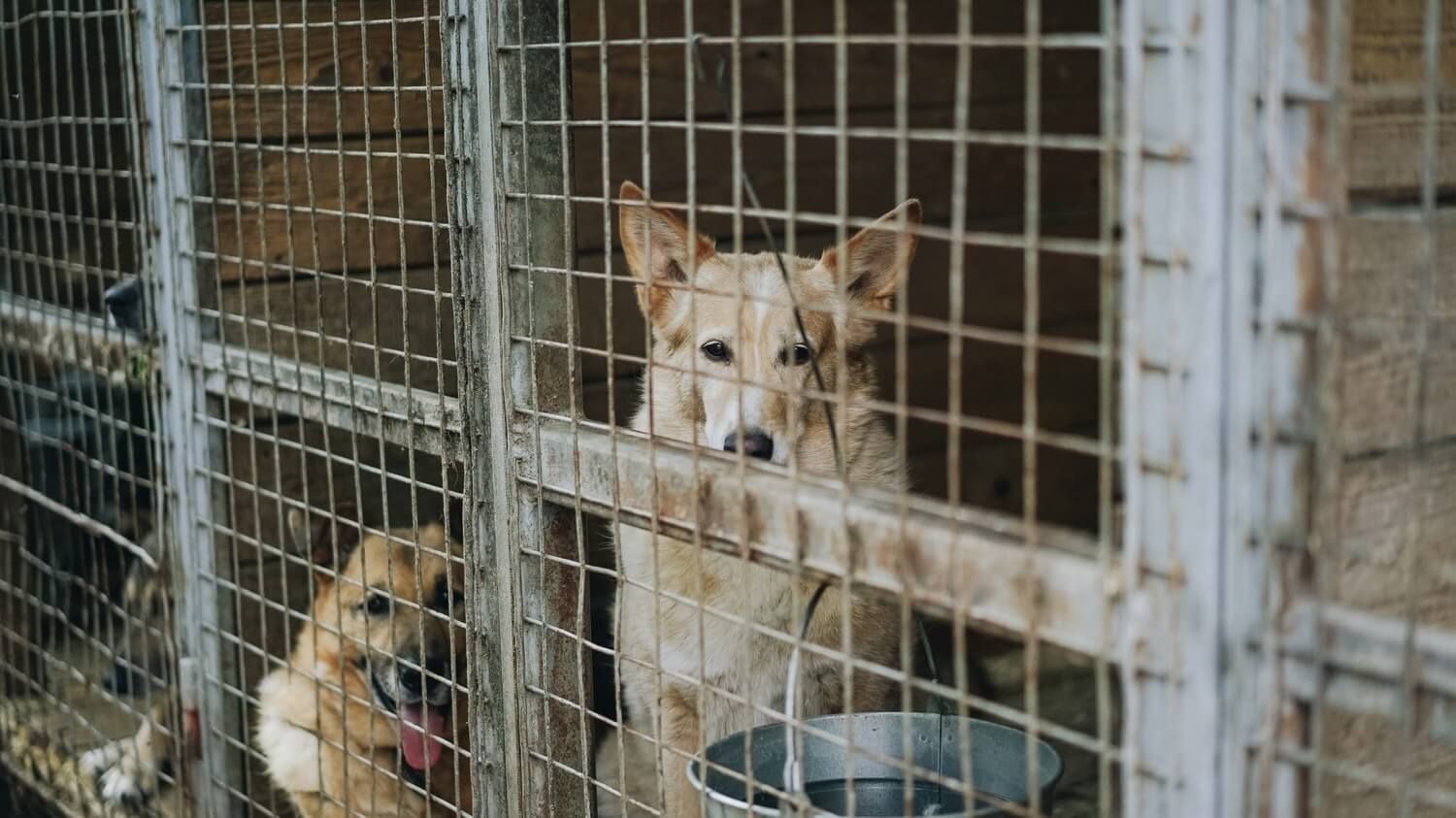 Latvijas zooloģiskais dārzs lūdz ziedot dzīvos mājdzīvniekus savu dzīvnieku barošanai apmaiņā pret nodokļu atvieglojumiem to īpašniekiem.