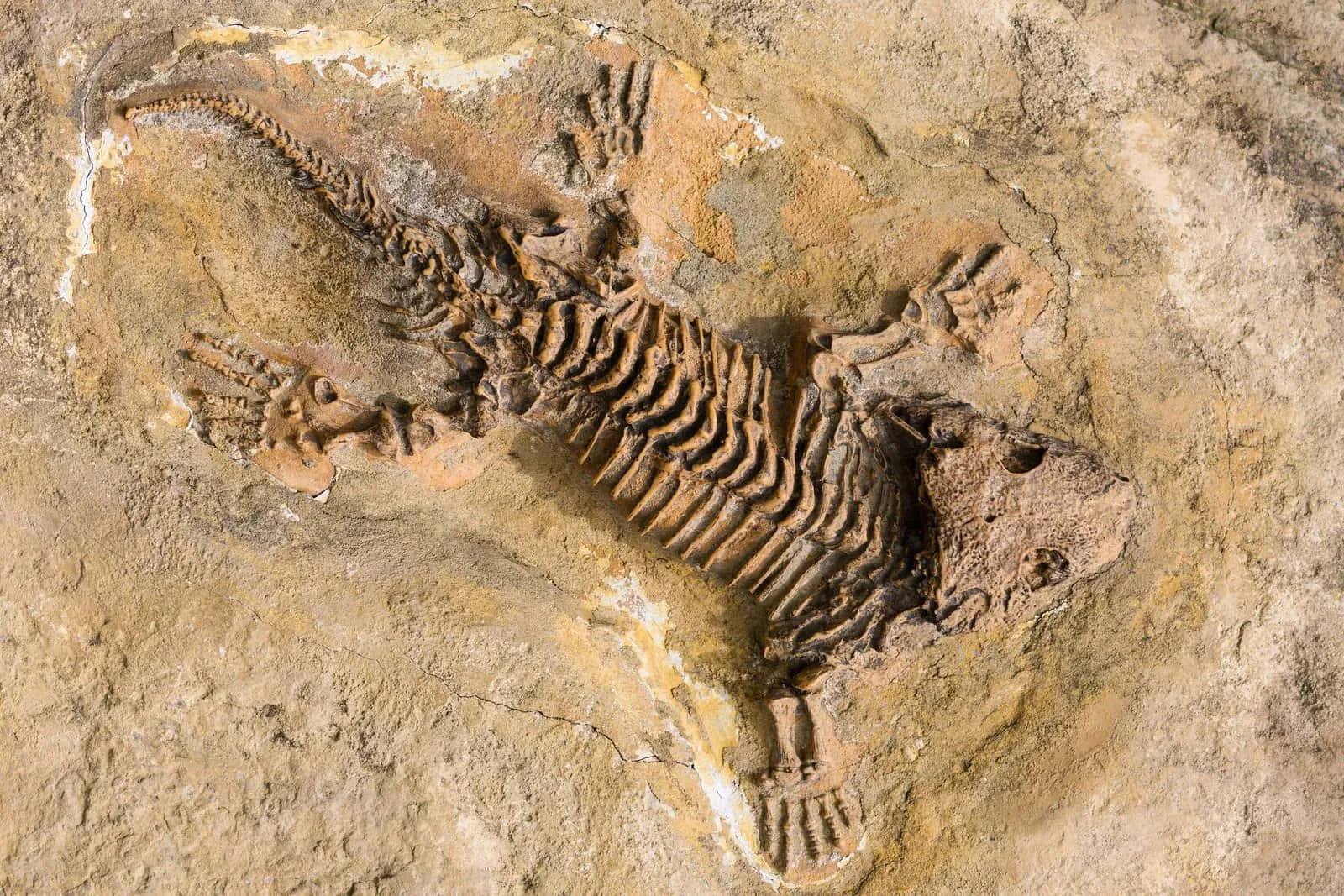 Kā vētra un gandrīz neskarts galvaskauss palīdzēja atklāt zemūdens dzīvnieku, kas dzīvoja pirms dinozauriem